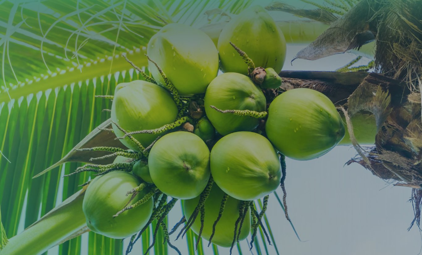 Bringing the Best of Coconut to the World