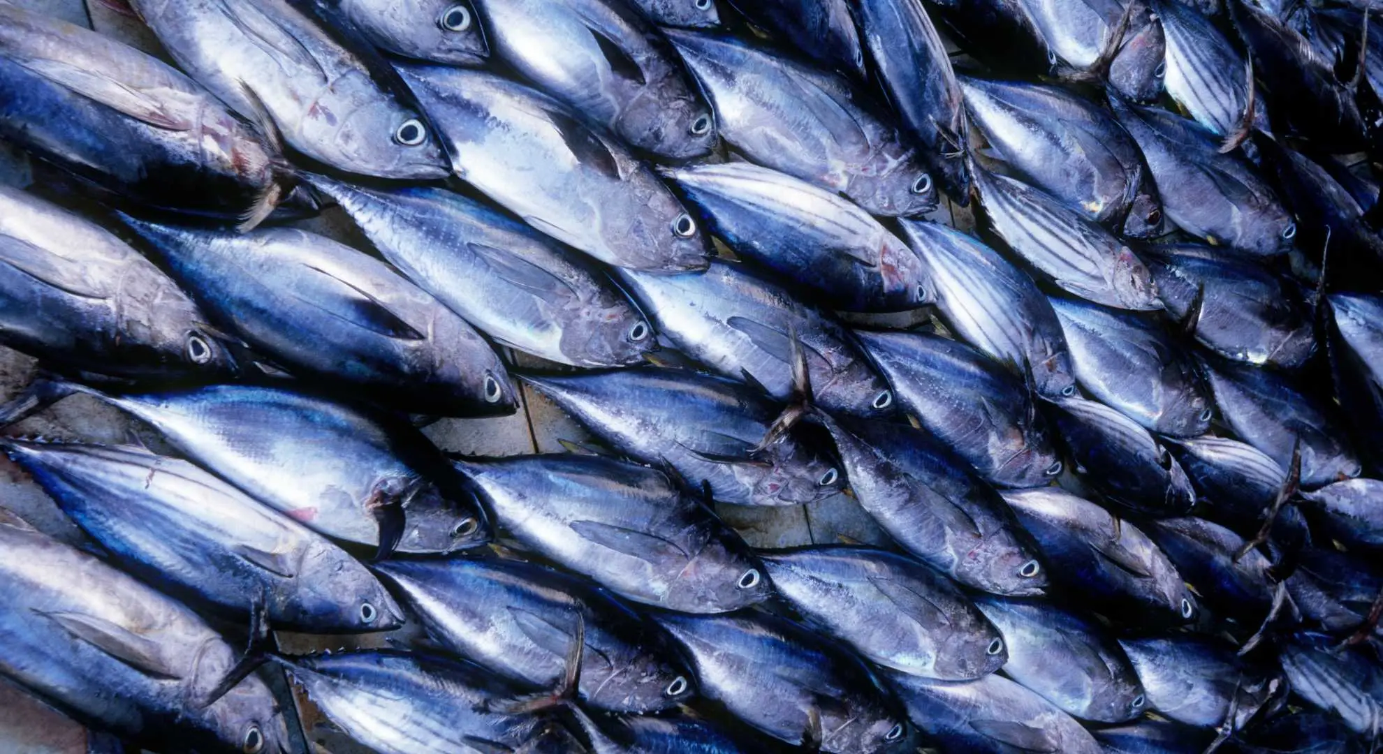 Seafood Export Strategies for Global Markets