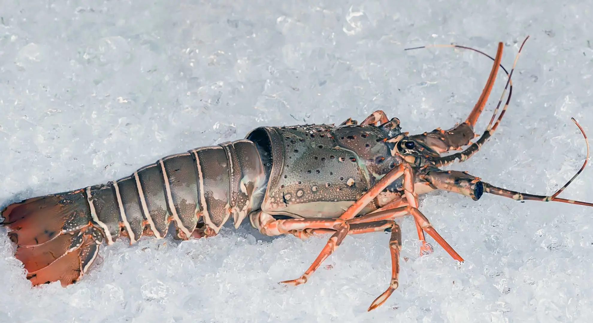 Exploring Global Seafood Trade