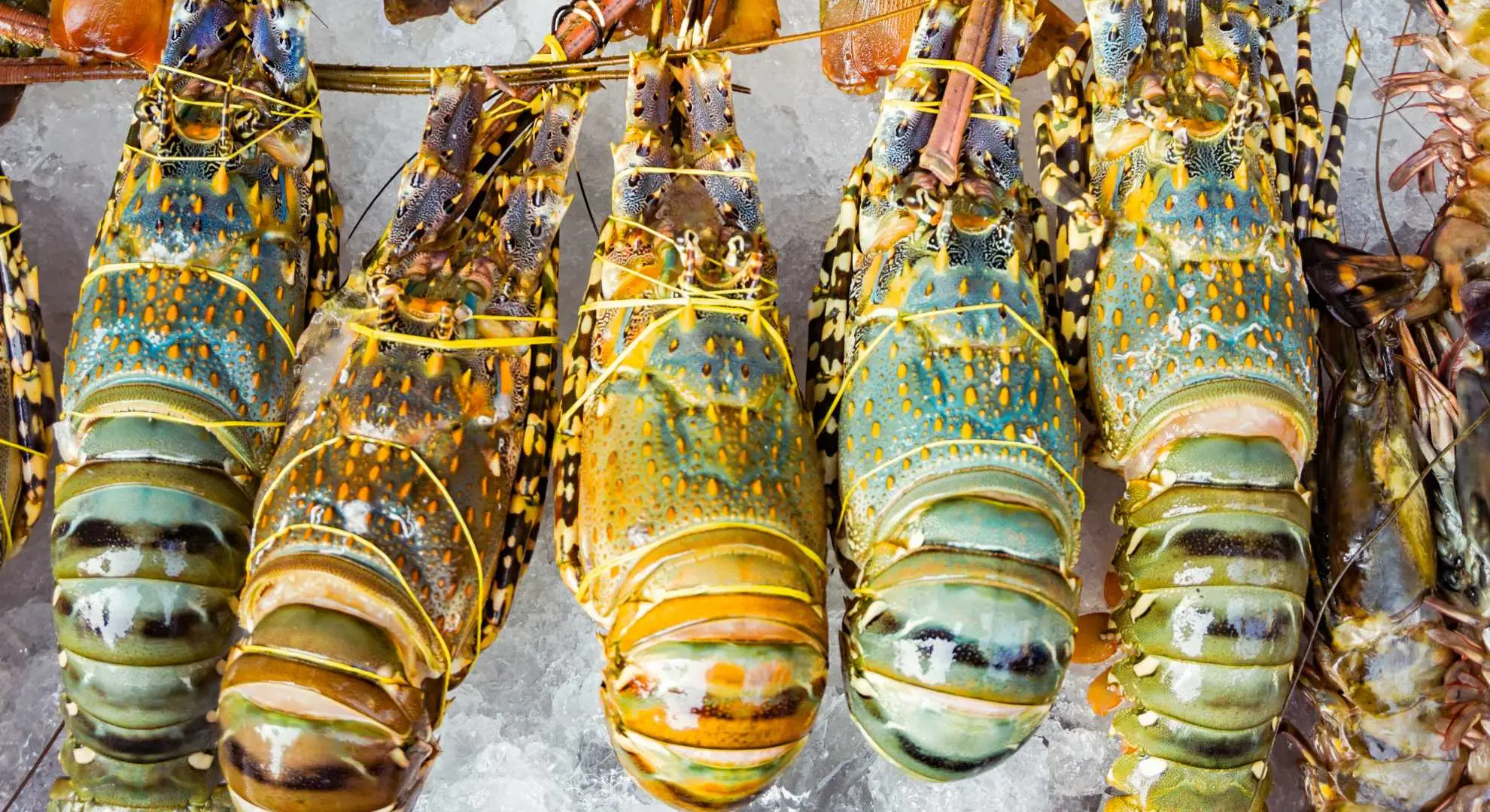 Overcoming Seafood Export Challenges